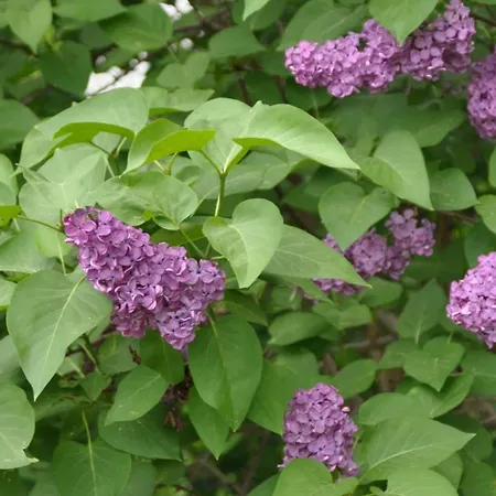 Fliederhaus * Rietz Neuendorf