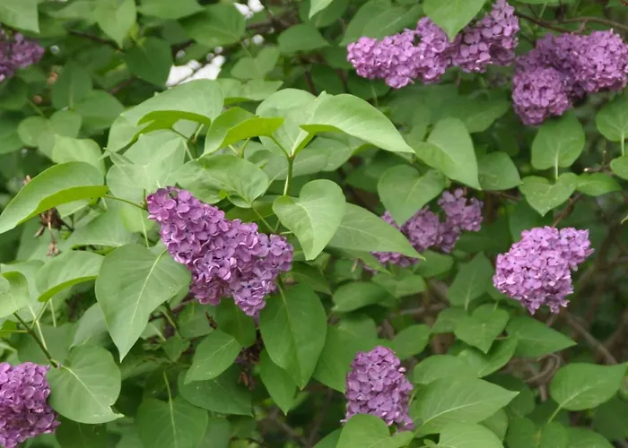 Fliederhaus * Rietz Neuendorf